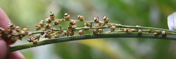 Image of Scleria latifolia Sw.