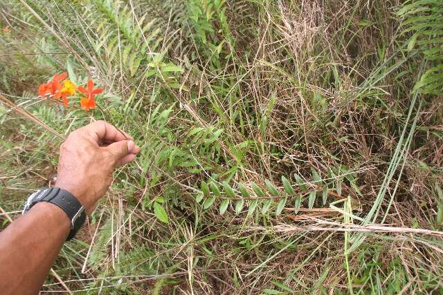 Plancia ëd Epidendrum radicans Pav. ex Lindl.