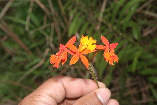 Image of Fire star orchid