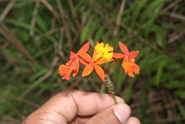 Plancia ëd Epidendrum radicans Pav. ex Lindl.