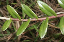 Plancia ëd Epidendrum radicans Pav. ex Lindl.