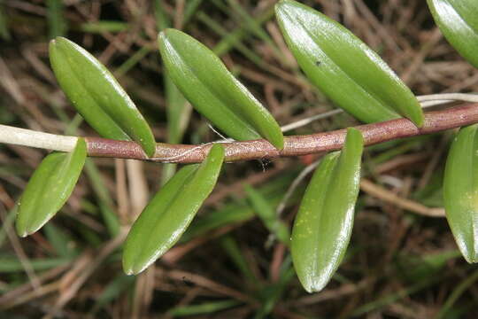 Image of Fire star orchid