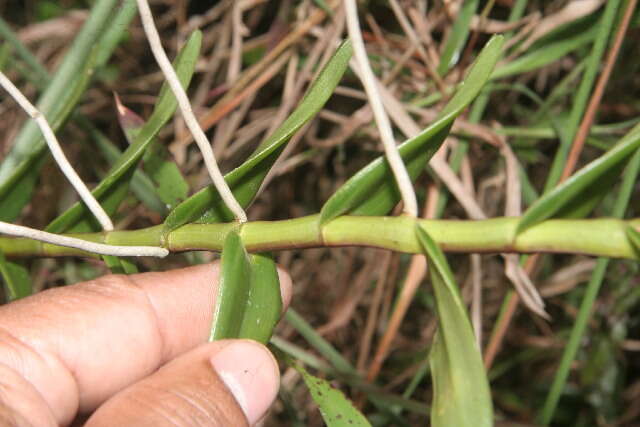 Plancia ëd Epidendrum radicans Pav. ex Lindl.