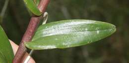 Plancia ëd Epidendrum radicans Pav. ex Lindl.