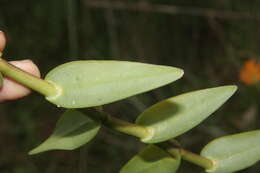 Plancia ëd Epidendrum radicans Pav. ex Lindl.