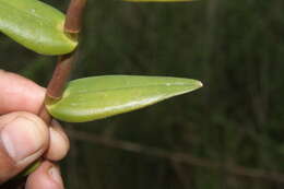 Plancia ëd Epidendrum radicans Pav. ex Lindl.