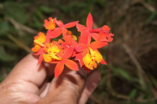 Plancia ëd Epidendrum radicans Pav. ex Lindl.