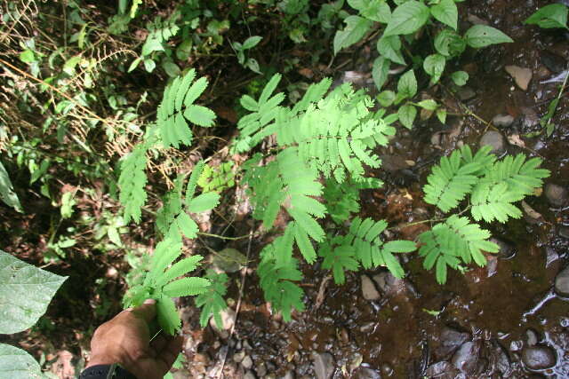 Plancia ëd Vachellia hayesii