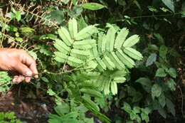 Plancia ëd Vachellia hayesii