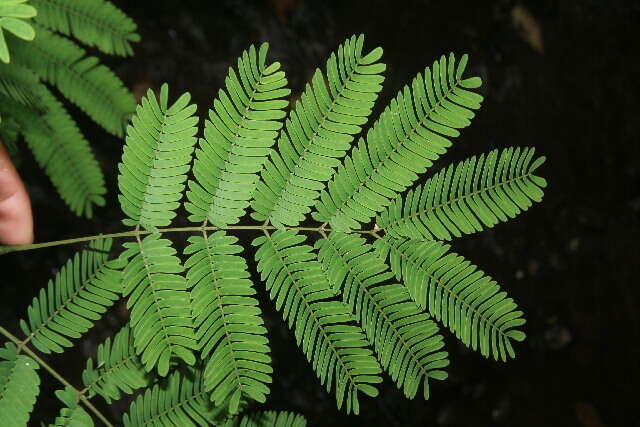 Plancia ëd Vachellia hayesii