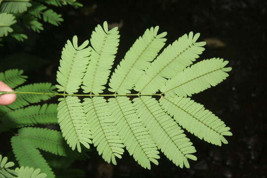 Plancia ëd Vachellia hayesii