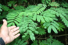 Plancia ëd Vachellia hayesii