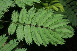 Plancia ëd Vachellia hayesii