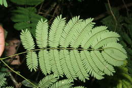 Plancia ëd Vachellia hayesii