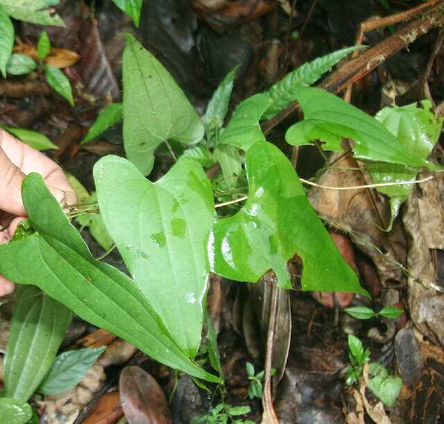 Imagem de Dioscorea spiculiflora Hemsl.