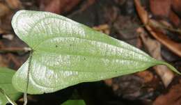 Imagem de Dioscorea spiculiflora Hemsl.