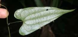 Imagem de Dioscorea spiculiflora Hemsl.