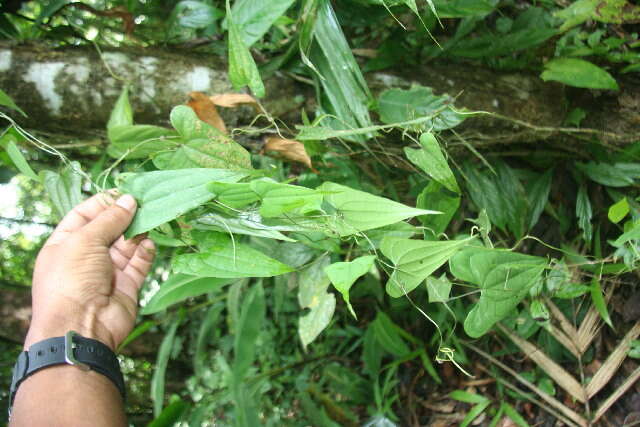 Imagem de Dioscorea spiculiflora Hemsl.