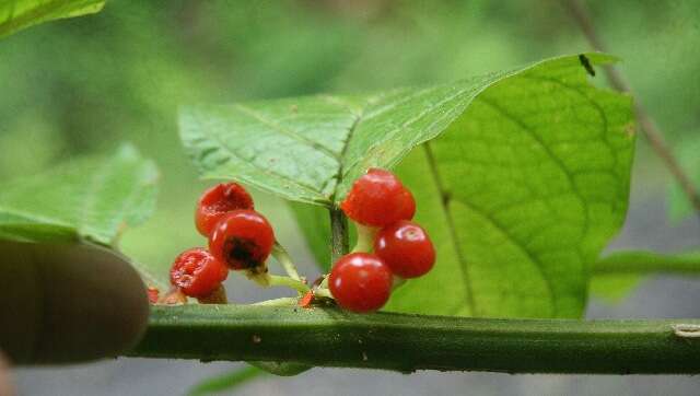 Witheringia solanacea L'Hér.的圖片