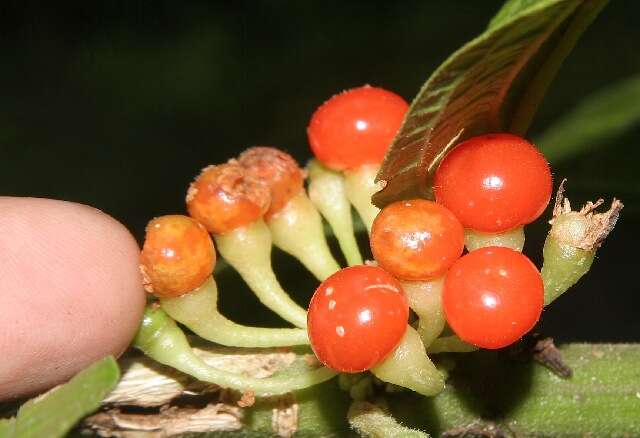 Witheringia solanacea L'Hér.的圖片