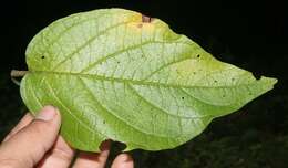 Witheringia solanacea L'Hér.的圖片