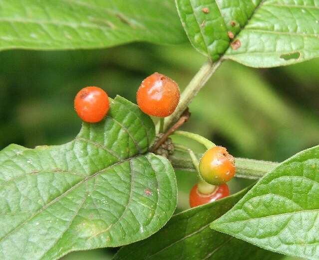 صورة Witheringia solanacea L'Hér.