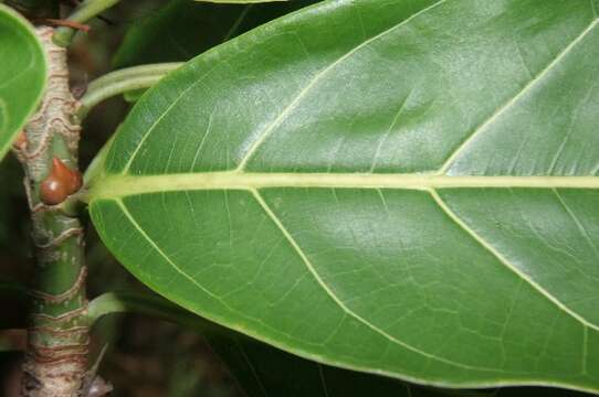 Image of Ficus cahuitensis C. C. Berg