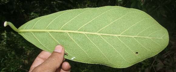 Image of Ficus cahuitensis C. C. Berg