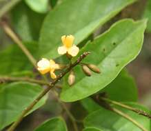 Image of <i>Pterocarpus michelianus</i> N. Zamora