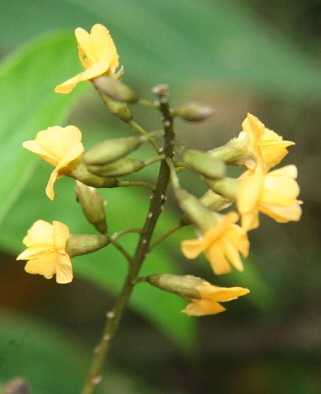 Image of <i>Pterocarpus michelianus</i> N. Zamora