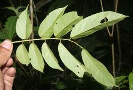 Image of <i>Pterocarpus michelianus</i> N. Zamora