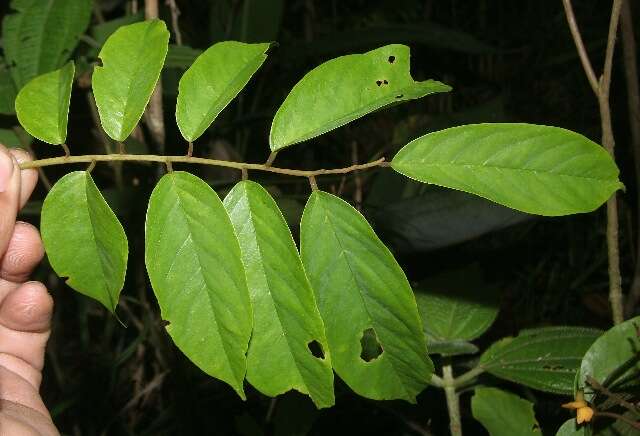 Image of <i>Pterocarpus michelianus</i> N. Zamora