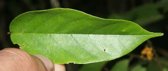 Image of <i>Pterocarpus michelianus</i> N. Zamora