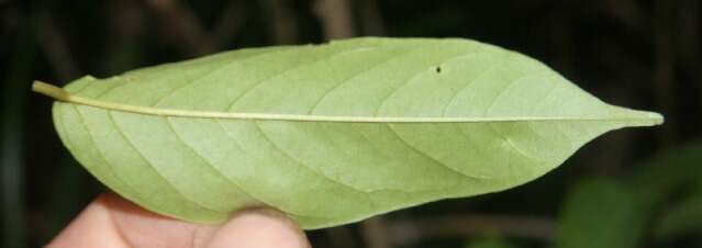 Image of <i>Pterocarpus michelianus</i> N. Zamora