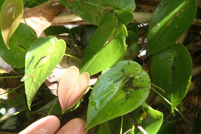 Image of Pleurothallis