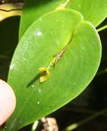 Image of Pleurothallis