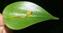 Image of Pleurothallis