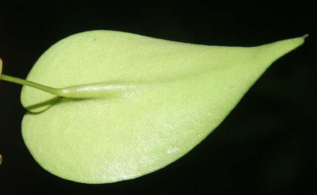 Image of Pleurothallis