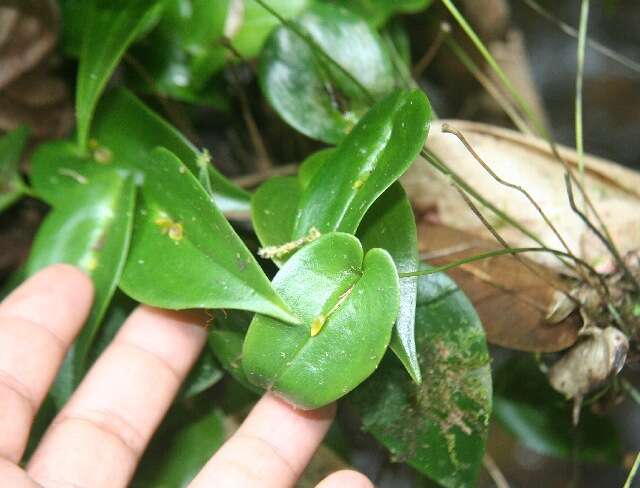 Image of Pleurothallis