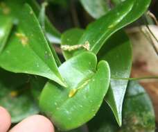 Image of Pleurothallis