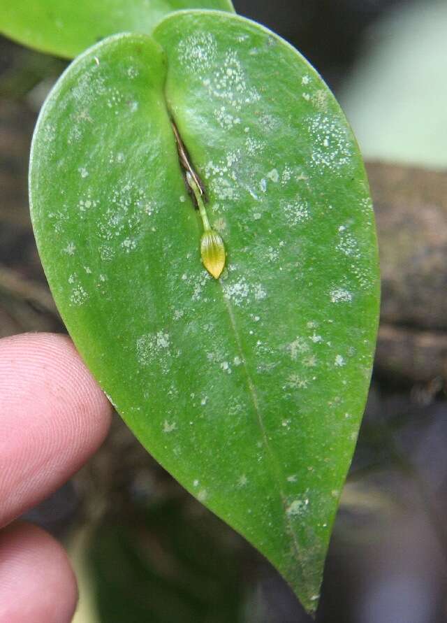 Image of Pleurothallis