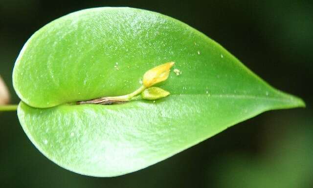 Image of Pleurothallis