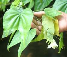 Plancia ëd Bauhinia cookii Britton & Rose