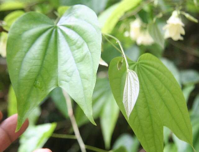 Plancia ëd Bauhinia cookii Britton & Rose