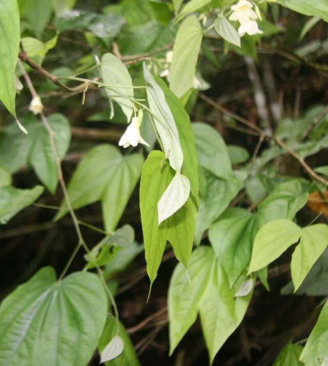 Plancia ëd Bauhinia cookii Britton & Rose