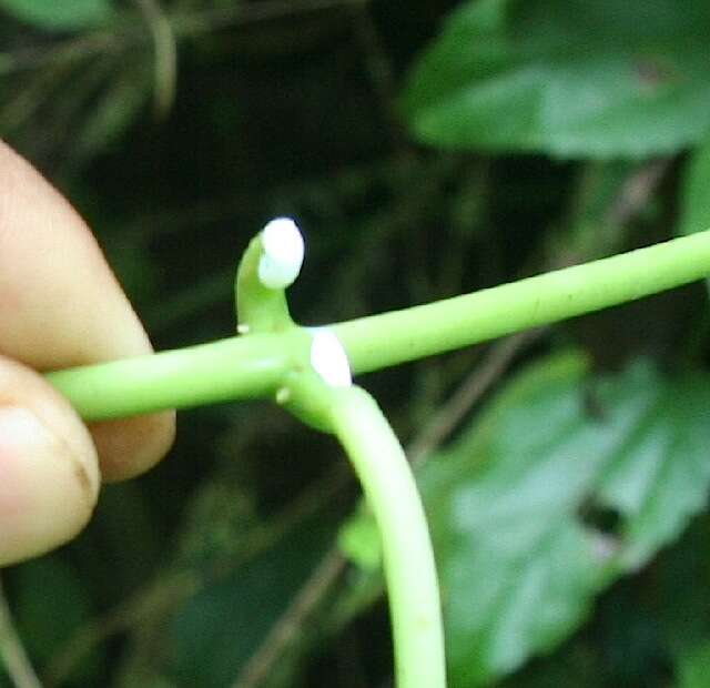 صورة Matelea denticulata (M. Vahl) Fontella & Schwarz