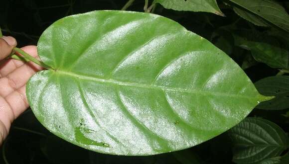 صورة Matelea denticulata (M. Vahl) Fontella & Schwarz