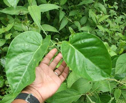 صورة Matelea denticulata (M. Vahl) Fontella & Schwarz