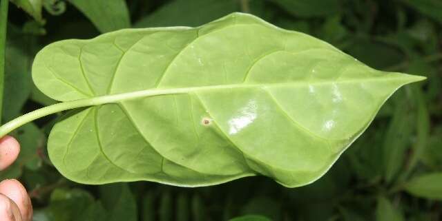 صورة Matelea denticulata (M. Vahl) Fontella & Schwarz