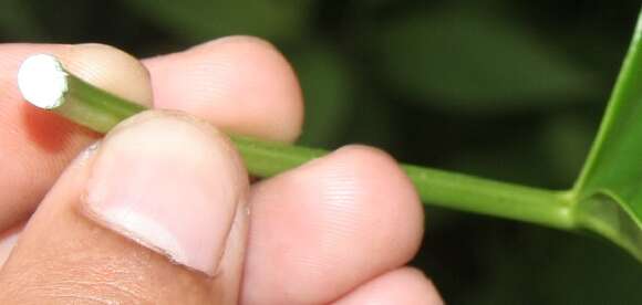 صورة Matelea denticulata (M. Vahl) Fontella & Schwarz